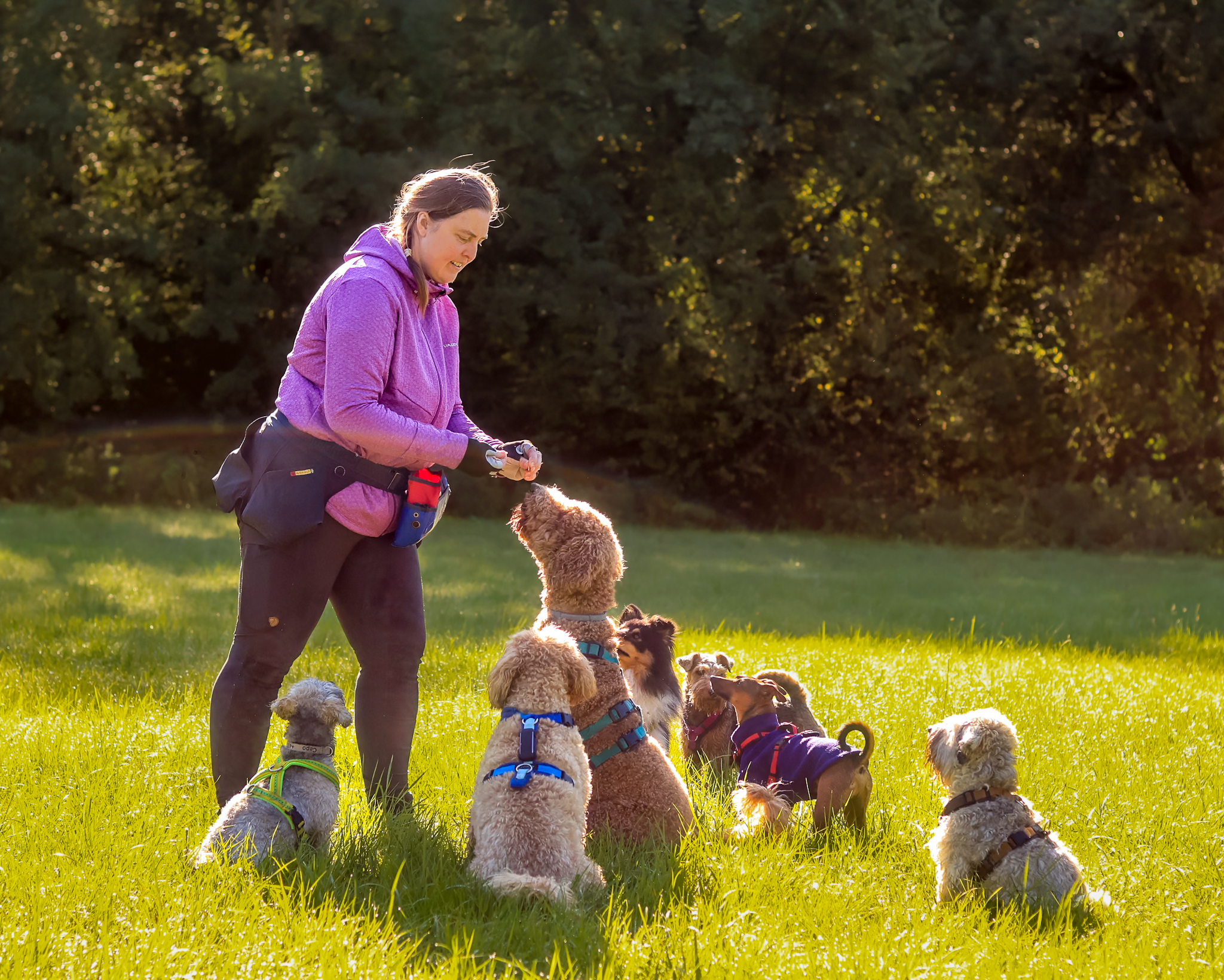 Job als Dogwalker
