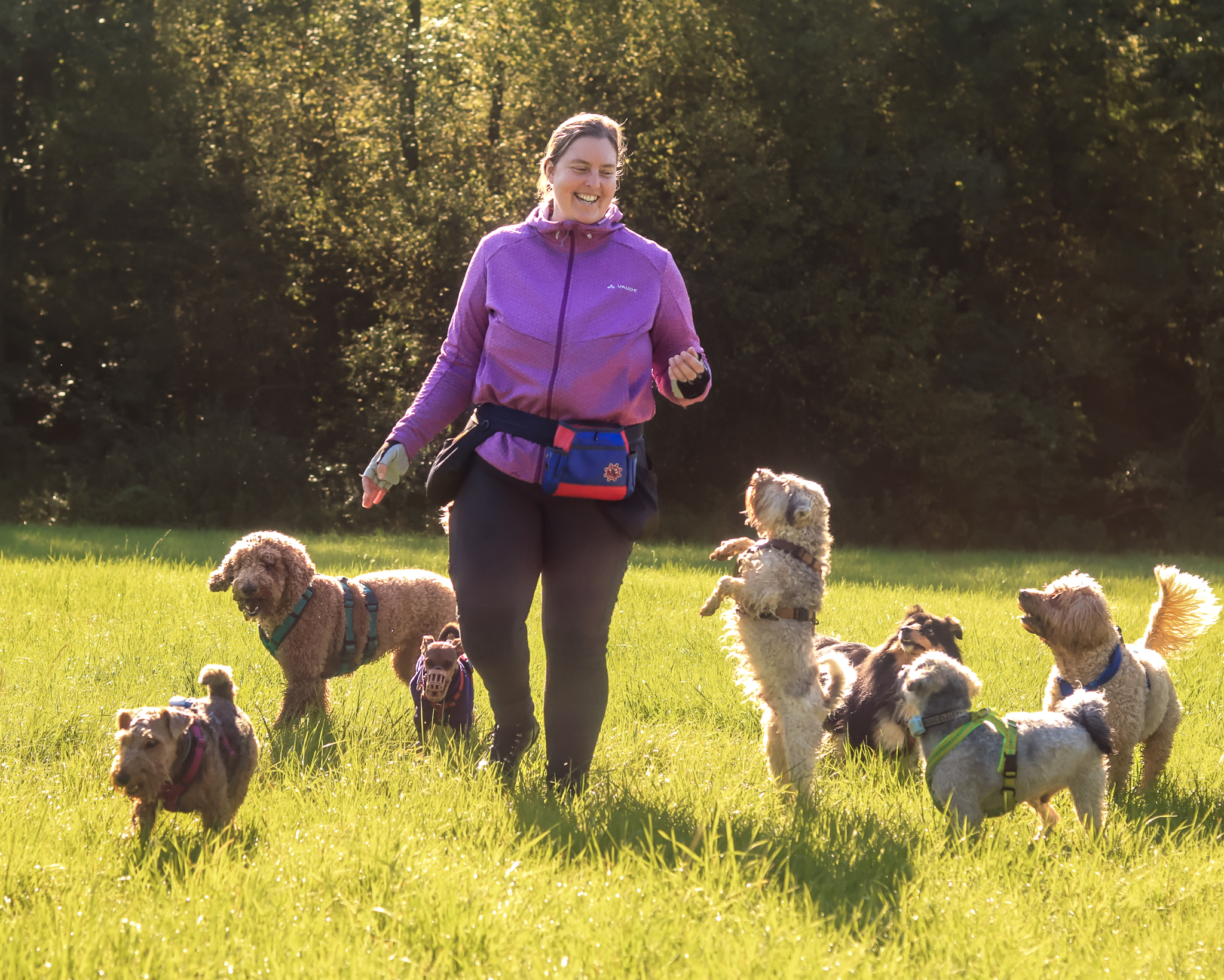 Hundebetreuung in Nürnberg