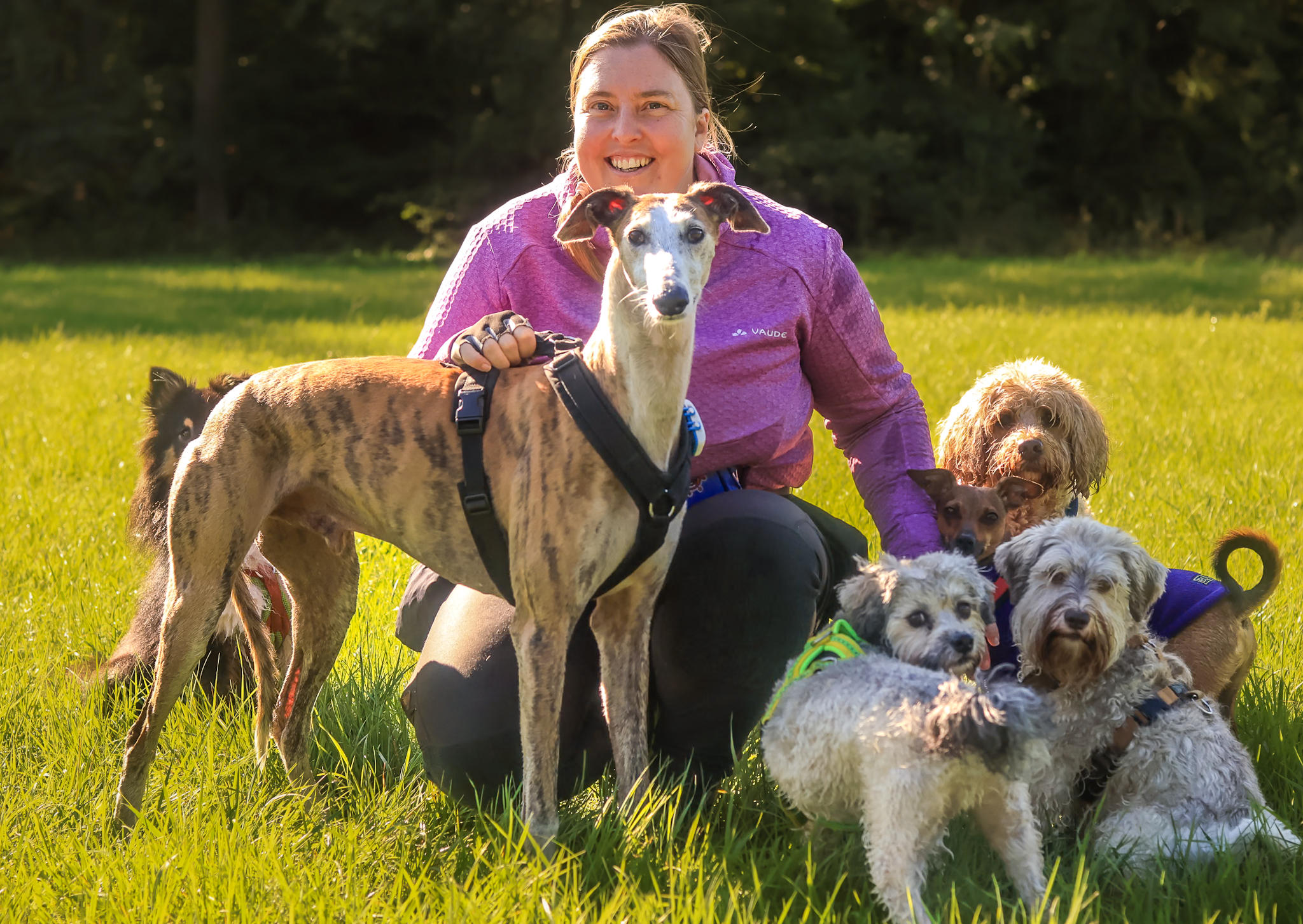 Ausbildung als Dogwalker